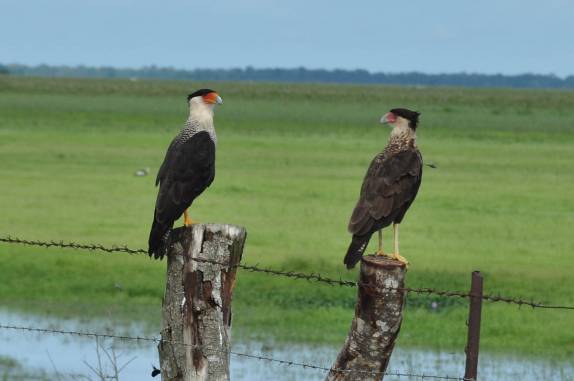 Uma dupla de Caricaris no  Hato El Cedral, na região dos llanos venezuelanos, perto da cidade de Mantecal